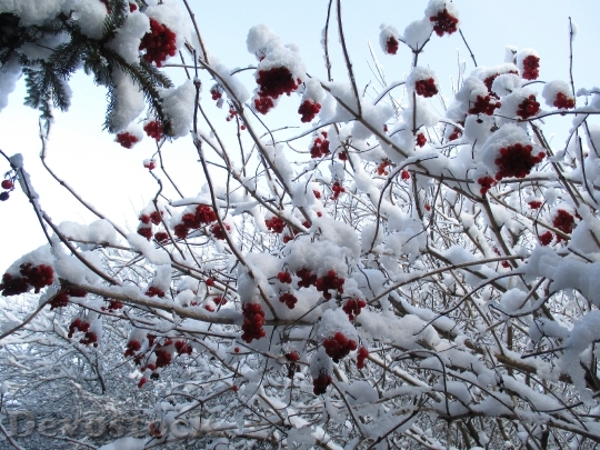 Devostock Winter Snow Frost Fruit