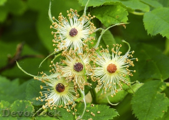 Devostock Withered Thimble Berry Blossom