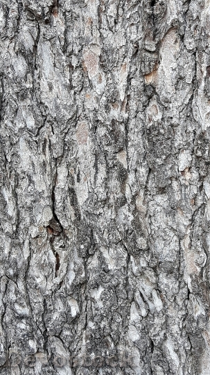 Devostock Wood Bark Tree Texture
