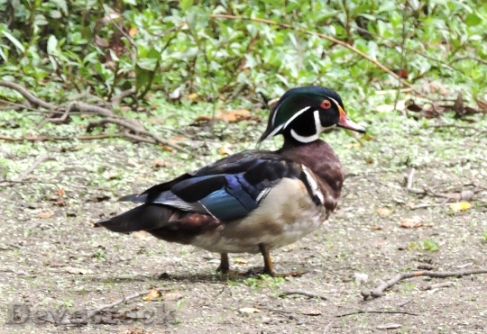 Devostock Wood Duck 1