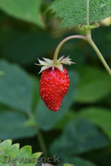 Devostock Wood Strawberry Berry Bio