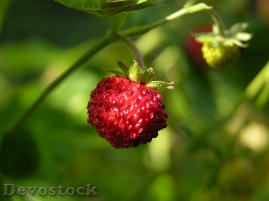 Devostock Wood Strawberry Nibble Fruits