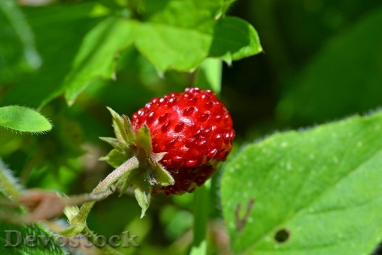 Devostock Wood Strawberry Strawberry Bio