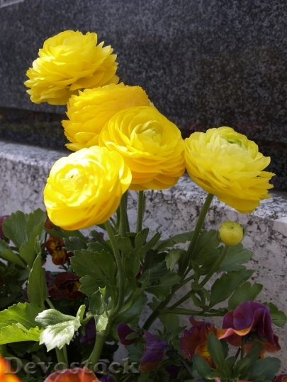 Devostock Yellow Flower Decoration Cemetery