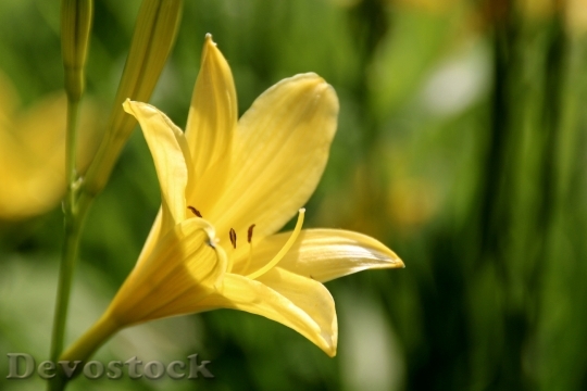 Devostock Yellow Lilies Lily Family