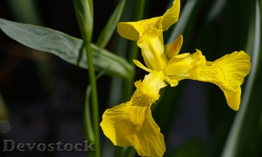 Devostock Yellow Lily Flower Blossom