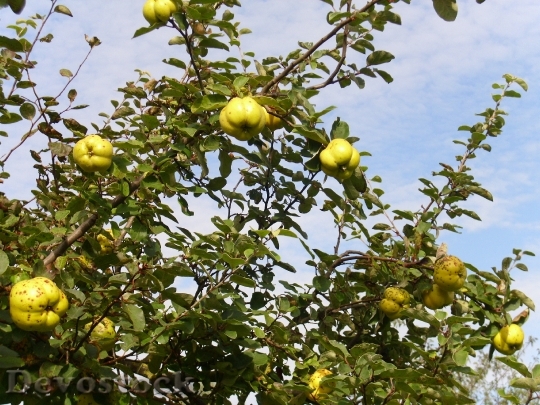 Devostock Yellow Quince Fruit 1167471