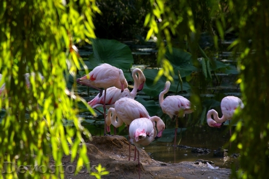 Devostock Zoo Animals Pink Flamingo