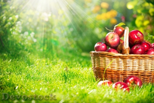 Devostock Organic Apples in the Basket. Orchard. Garden