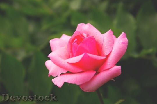 Devostock  Rose 16701 4K.jpeg
