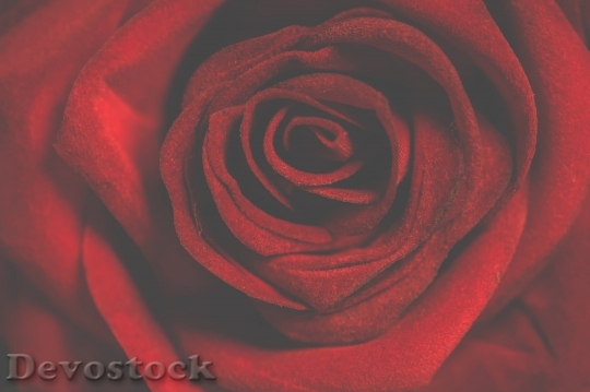 Devostock  Rose 77648 4K.jpeg