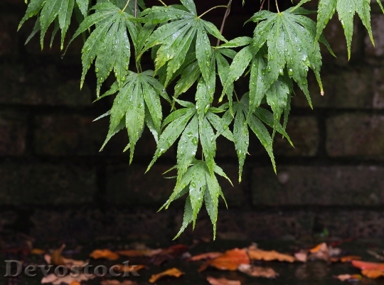 Devostock Acer Maple Leaves Leaf