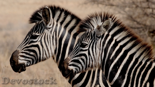 Devostock Africa Animals Wilderness 3406 4K