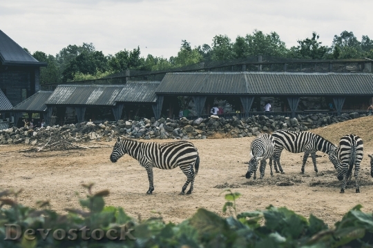 Devostock Africa Animals Zoo 799 4K