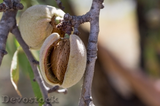 Devostock Almond Fruit Cultivation Maturation 1