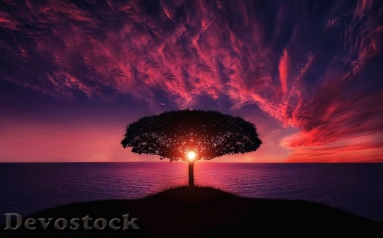 Devostock Amazing Nature Huge Tree Sunset