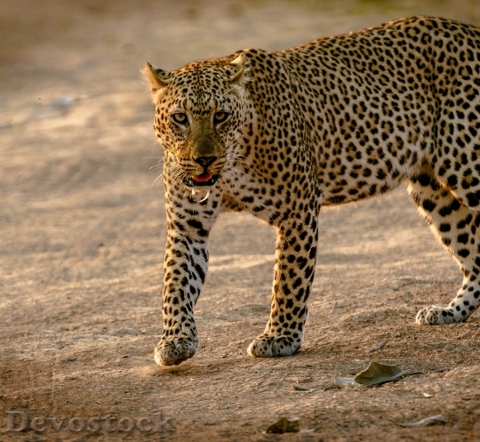 Devostock Animal Africa Cat 110998 4K