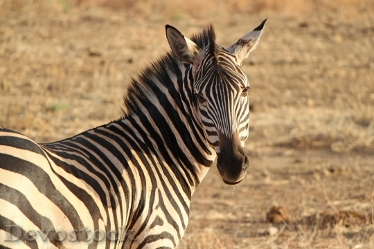 Devostock Animal Africa Zebra 6733 4K