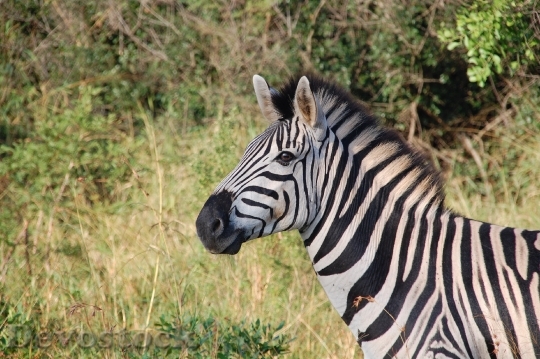 Devostock Animal Africa Zebra 6862 4K