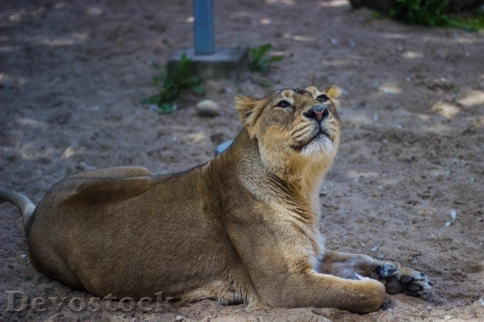 Devostock Animal Africa Zoo 6360 4K