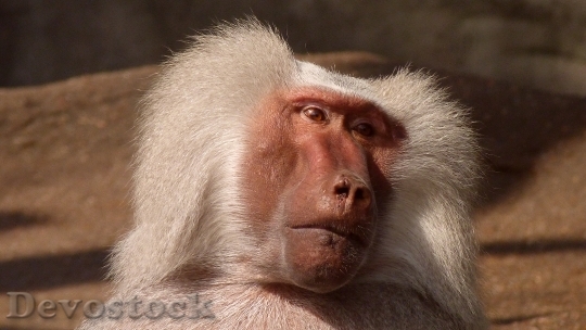 Devostock Animal Baboon Monkey 6783 4K
