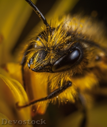 Devostock Animal Bee Hairy 79908 4K