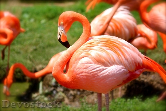 Devostock Animal Birds Flamingos 3650 4K