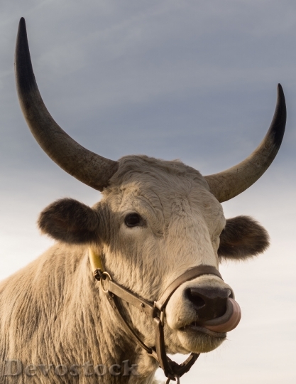 Devostock Animal Bull Cow 362 4K