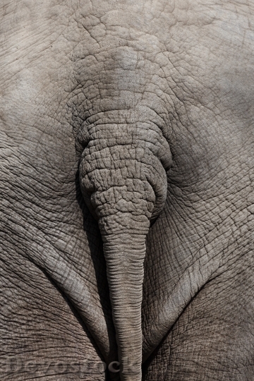Devostock Animal Close Up Elephant 5760 4K