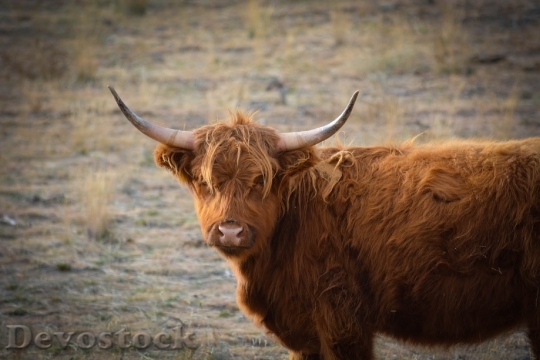 Devostock Animal Cow Horns 3901 4K