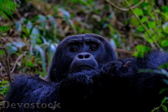 Devostock Animal Cute Ape 134430 4K
