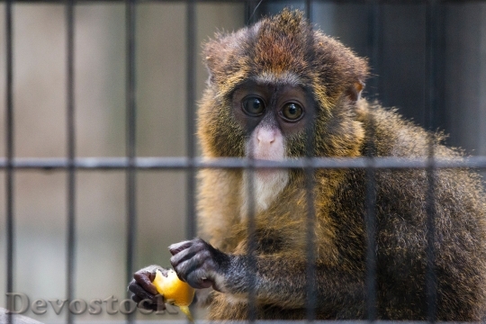 Devostock Animal Cute Cage 136274 4K