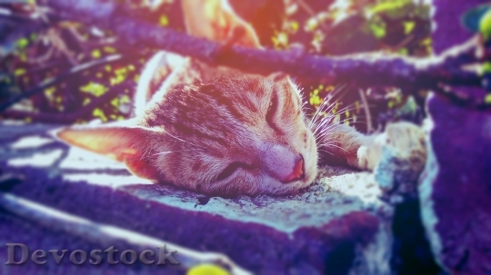 Devostock Animal Cute Cat 29101 4K