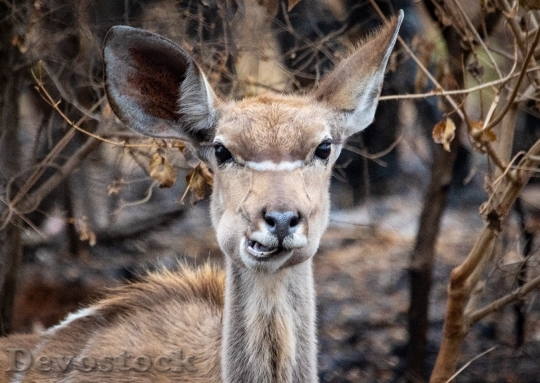 Devostock Animal Cute Deer 131854 4K