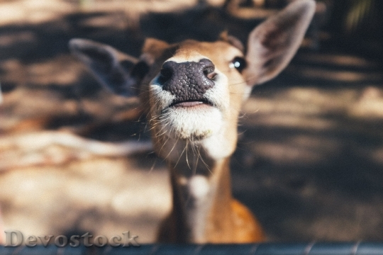 Devostock Animal Cute Deer 711 4K