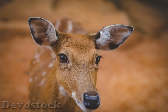 Devostock Animal Cute Deer 86013 4K