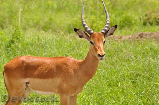 Devostock Animal Deer Antlers 1462 4K