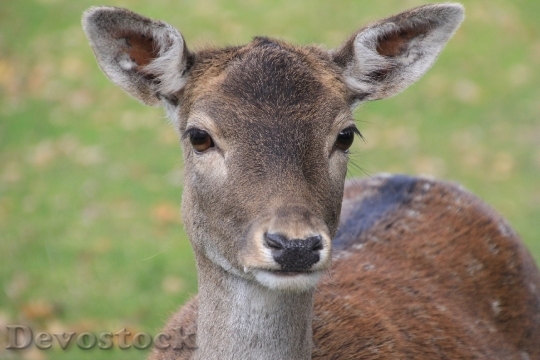 Devostock Animal Deer Wildlife 6070 4K