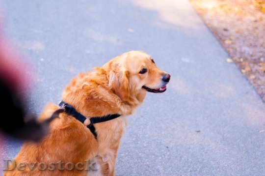 Devostock Animal Dog Pet 7483 4K