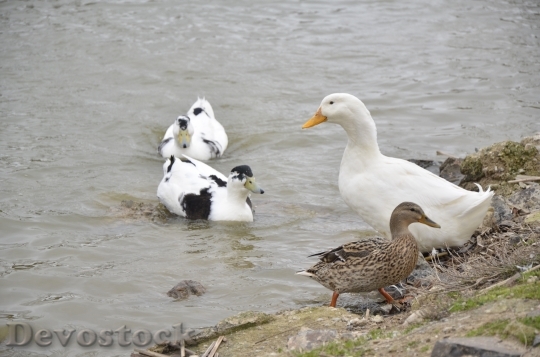 Devostock Animal Nature Duck Pond