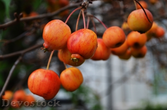 Devostock Apple Autumn Branch Bunch