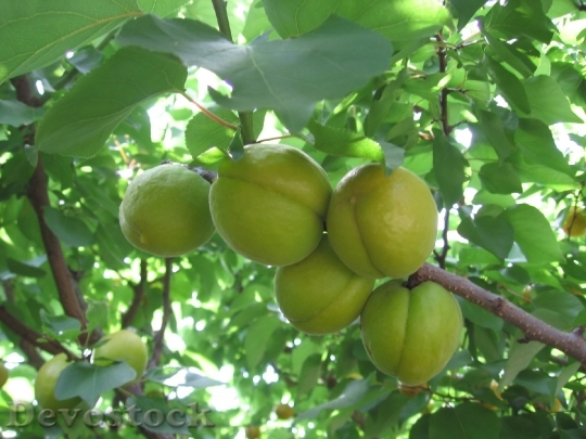 Devostock Apricots Green Fruits Trees