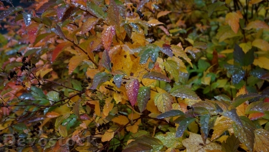 Devostock Autumn Fall Colors Colorful 0