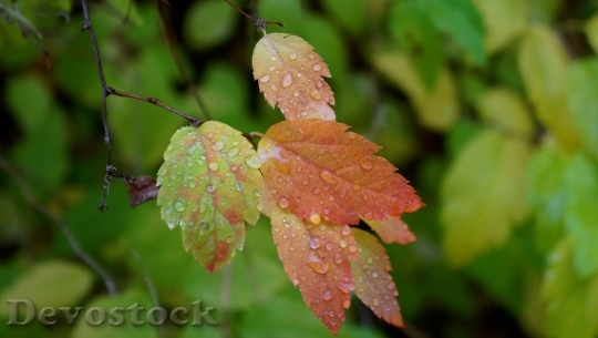 Devostock Autumn Fall Colors Colorful 1