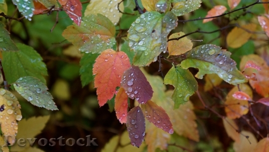 Devostock Autumn Fall Colors Colorful
