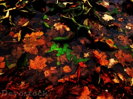 Devostock Autumn Foliage Water Drops
