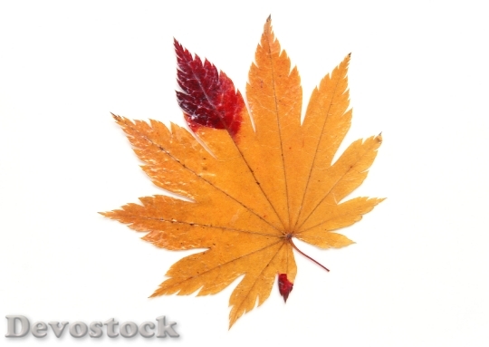 Devostock Autumn Maple Leaves 0
