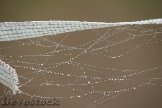 Devostock Autumn Spider Webs Fog