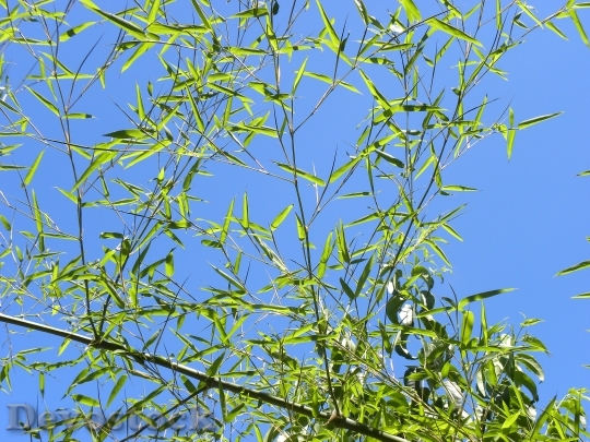 Devostock Bamboo Leaves Sky Blue