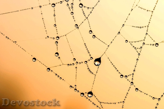 Devostock Beaded Cobweb Network Dew